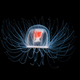 Illustration for article titled Could this "immortal" jellyfish unlock the secret to human life extension?